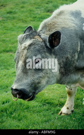 Bull with ring through nose chewing grass in field Stock Photo