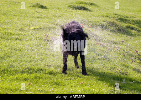 Black labrador cross pup shaking off water after swimming Stock Photo