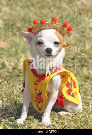 Chihuahua wearing mexican sombrero and poncho Stock Photo