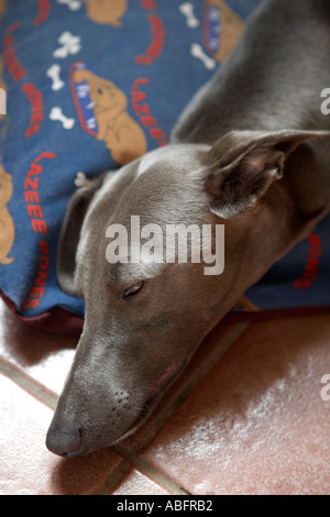 Whippet Stock Photo