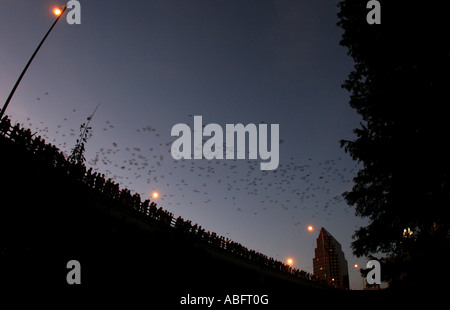 Silhouette of Mexican free-tailed bats flying at dusk off the Congress Avenue bridge in downtown  Austin Texas USA. Stock Photo