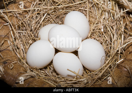 Fresh chicken eggs in straw lined basket Wales UK Stock Photo