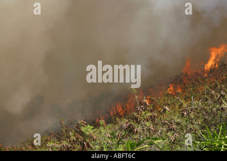 Flames and thick smoke climbing up hillside during massive brush fire Stock Photo