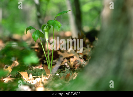 Jack In The Pulpit (Ariseama Triphyllum) grows wild in a Minnesota forest. Stock Photo