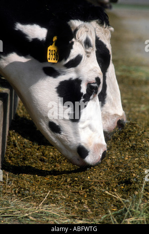 Cows feeding on silage. Stock Photo