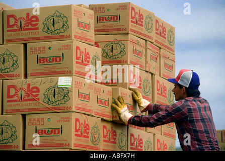 A worker stacks cardboard boxes of Iceberg Head lettuce in a California coastal agriculture field near Santa Maria Stock Photo