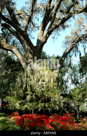 Florida Maclay Gardens old oak tree in spring Stock Photo