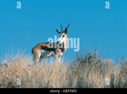 Springbok in Kgagalagadi Trans Frontier National Park Botswana southern Africa Stock Photo
