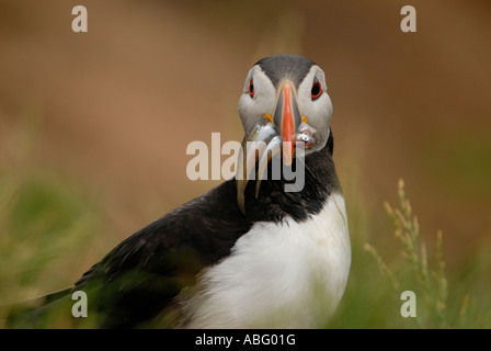 Puffin with fish , Farne Islands, Northumberland UK Stock Photo