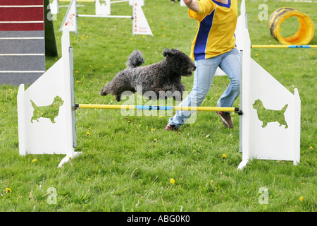 Dog jumping over a bar while competing at an agility dog show Stock Photo