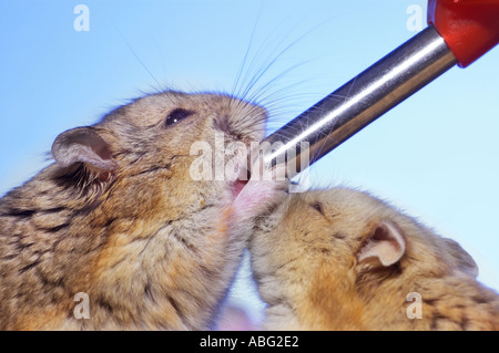 HAMSTER drinks water waterbottle bottle drink nimble animal pet Stock ...