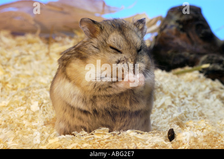 Image showcasing CAMPBELLS HAMSTER cleans his fur back hair cleaning clean hygiene ...