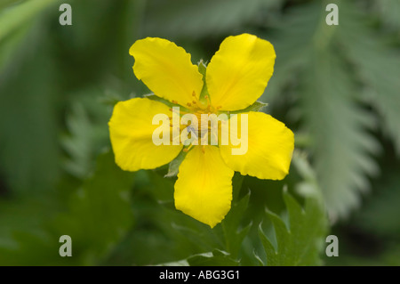 Yellow flower of silver weed or silverweed l Potentilla anserina Stock Photo
