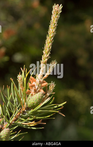 Close-up of Jack Pine (Pinus banksiana) branch with needles, pollen cones, and green seed cone. Native to USA and Canada. Stock Photo