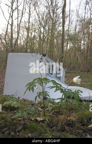 Freezer dumped in a patch of wood anemones in a coppiced woodland Stock Photo