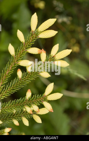 Golden oriental spruce in spring Pinaceae Picea orientalis Aurea Caucasian range Asia Stock Photo