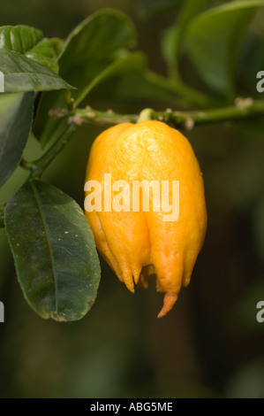 Yellow fruit of Finger citron Buddha s Hand Fingered citron Citron Medica Sarcodactylis hanging on a tree branch with green leaves. Stock Photo