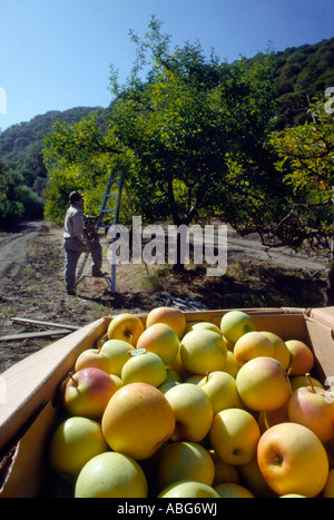 Golden Delicious apples are harvested in a California orchard. Stock Photo