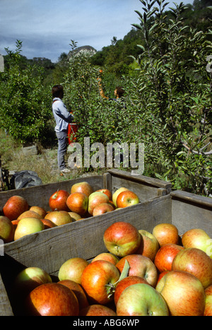 Braeburn apples are harvested in a California orchard. Stock Photo