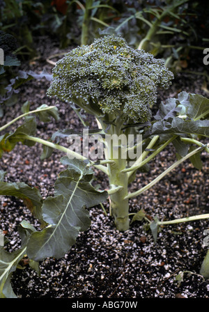 Close up of broccoli in field. Stock Photo