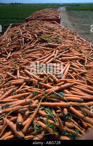 carrots harvested