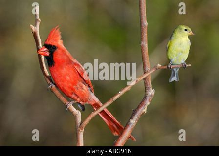 Male Northern Cardinal Cardinalis cardinalis and Female Goldfinch Spinus tristis on a branch Stock Photo