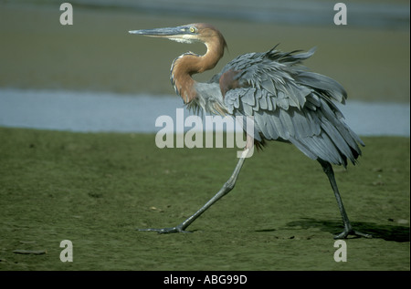 Goliath Heron at Umgeni River mouth Durban South Africa Stock Photo