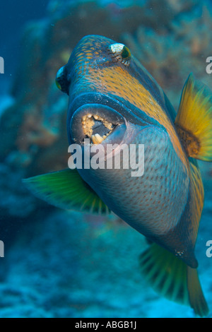 Giant triggerfish Balistoides viridescens with coralsand in his mouth, Stock Photo