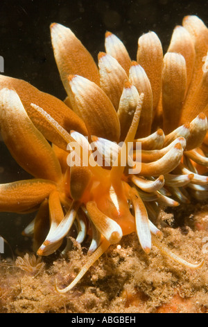 Aeolid nudibranchs (Phyllodesmium kabiranum) Stock Photo