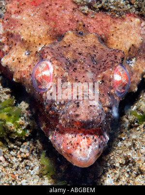 Crocodile snake eel (Brachysomophis henshawi) Stock Photo