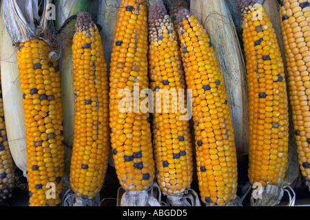 close-up with corn Stock Photo