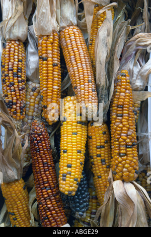 Autumn scenes with corn Stock Photo