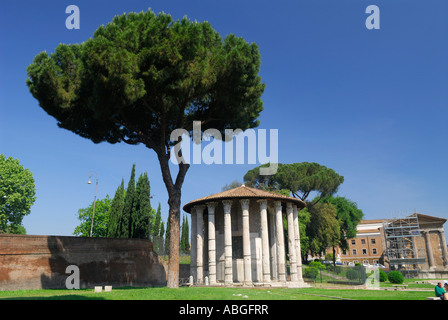 Pine tree with ancient ruins of Temple of Hercules in Rome Italy