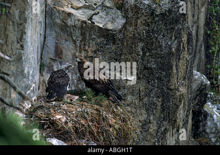 Golden Eagle (Aquila chrysaetos), adult female with eight week old chick at nest, Tyrol, Austria Stock Photo