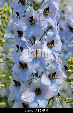 Delphinium prelate garden in the monastery Schaeftlarn Upper Bavaria Germany Stock Photo