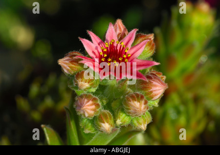 Blooming houseleek, Sempervivum Stock Photo