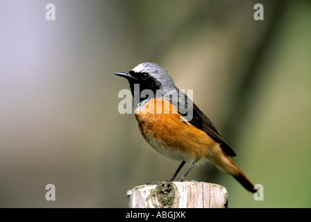 Common Redstart (Phoenicurus phoenicurus) Stock Photo