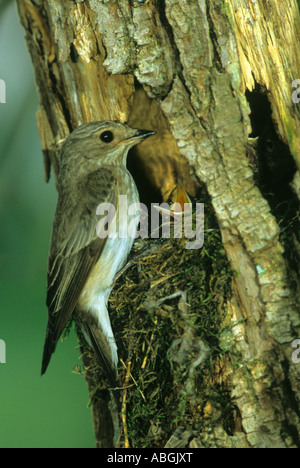 Spotted Flycatcher (Muscicapa striata) at nest with fledglings Stock Photo