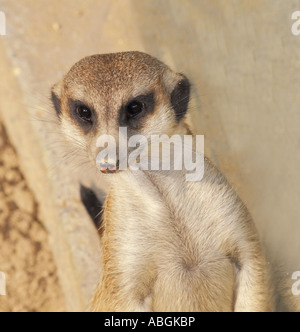 Meerkat Stock Photo