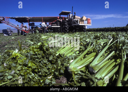 Fresh California celery on ground after harvest with field equipment nearby. Stock Photo