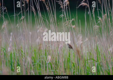 Reed Warbler Acrocephalus Scirpaeus in reed bed marsh Welsh Wildlife Centre Cardigan Cymru Wales UK GB Stock Photo