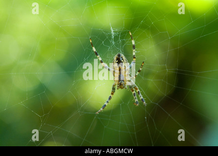 A spider hangs from a web waiting for food shot in beautiful summer sunlight with green ferns in the background Stock Photo