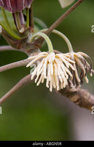 Guarumo close up. Cecropia sp tree from Panama, Central America Stock ...