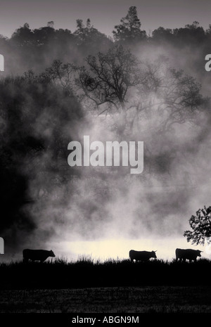 Cows grazing in fog. Stock Photo