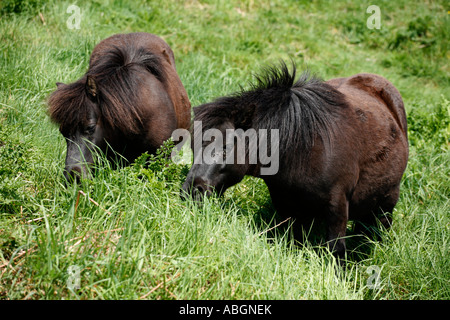 Shetland Ponies used for habitat management on the Devon Coast Stock Photo