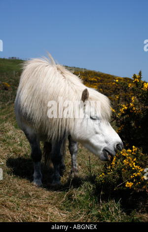 Shetland Ponies used for habitat management on the Devon Coast Stock Photo