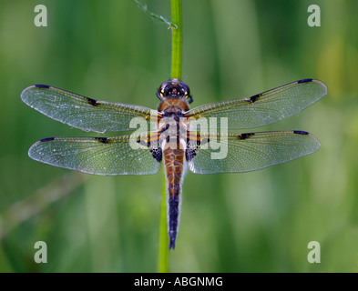 Four spotted Chaser Dragonfly Stock Photo