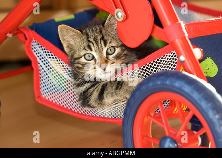 Young domestic cat in doll's pram Stock Photo