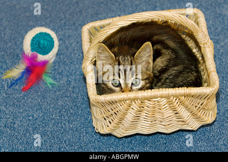 Young domestic cat in basket, Germany Stock Photo