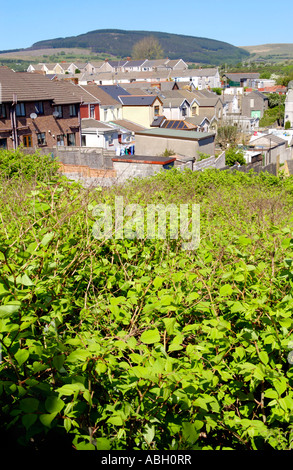 Japanese Knotweed growing vigerously in a Maesteg graveyard it is endemic in the industrial valleys of South Wales UK Stock Photo